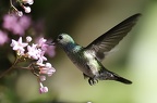Amazilia decora  Charming Hummingbird   