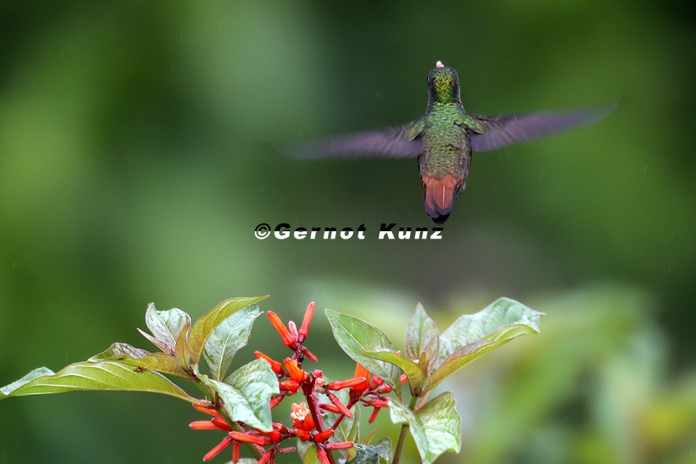 Amazilia tzacatl   Rufous-Tailed Hummingbird  Braunschwanz-Amazilie 8 1