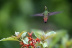 Amazilia tzacatl   Rufous-Tailed Hummingbird  Braunschwanz-Amazilie 8 1