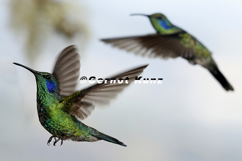 Colobri_thalassinus_cabanidis___Green_Violet_Ear_1_2.jpg