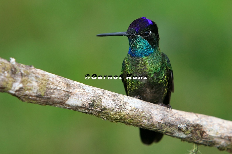 Eugenes_fulgens__Magnificent_Hummingbird__Prachtkolibri_M1_2_001.jpg