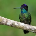 Eugenes fulgens  Magnificent Hummingbird  Prachtkolibri M1 2 001