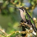 Eugenes fulgens  Magnificent Hummingbird  Prachtkolibri W1