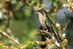 Eugenes fulgens  Magnificent Hummingbird  Prachtkolibri W1