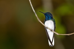 Florisuga mellivora  White-necked Jacobin  Jakobinenkolibri BO9Y2744