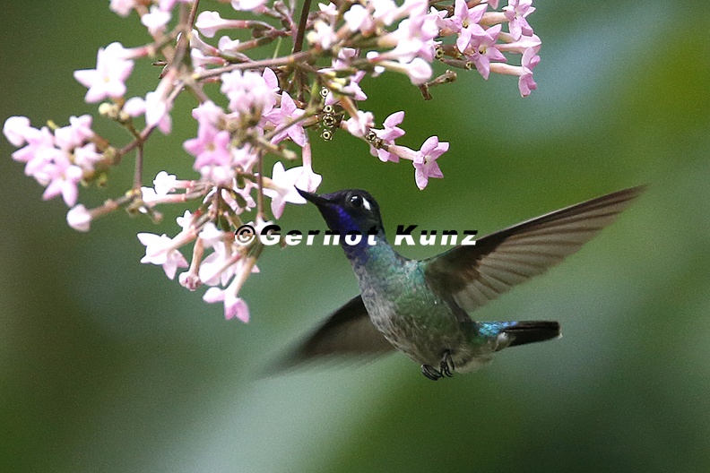 Klais_guimeti__Violet-headed_Hummingbird__Violettkopf-Kolibri_M6_2.jpg