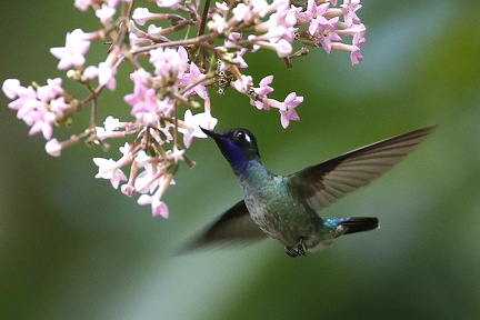 Klais guimeti  Violet-headed Hummingbird  Violettkopf-Kolibri M6 2