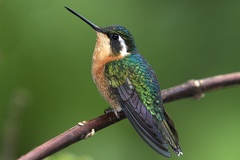 Lampornis calolaema3 2