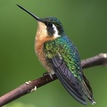 Lampornis calolaema3 2