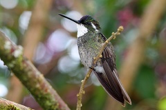Lampornis cinereicauda  Gray-tailed Mountain-gem  Grauschwanz-Nymphe 2 2