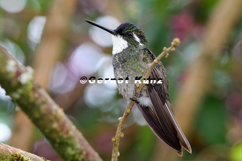 Lampornis_cinereicauda__Gray-tailed_Mountain-gem__Grauschwanz-Nymphe_2_2.jpg
