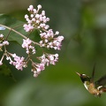 Lophornis adorabilis  White-crested Coquette  Wei  schopfelfe M5 2