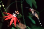 Phaethornis longirostris  Langschwanzeremit 01 1 001