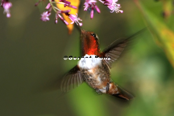 Selasphorus scintilla  Scintillant Hummingbird  Orangekehlelfe 2 2