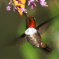 Selasphorus scintilla  Scintillant Hummingbird  Orangekehlelfe 2 2