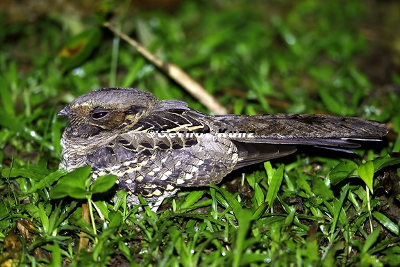 Nyctidromus albicollis  Paraque  Pauraquenachtschwalbe 9 1