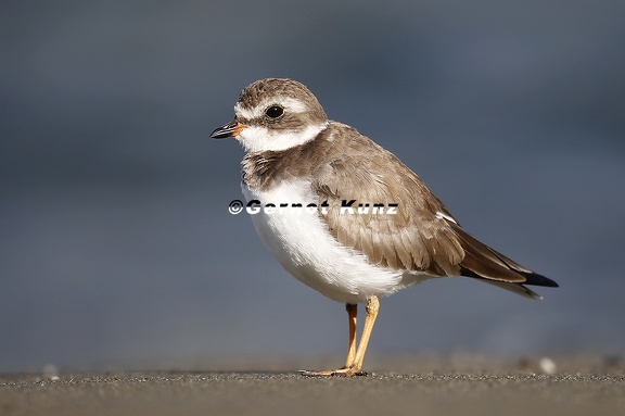 Charadrius semipalmatus  Semipalmated Plover  Amerikanische Sandregenpfeifer 7 3