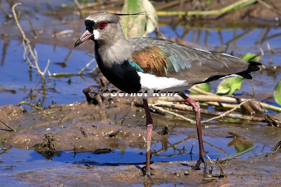 Vanellus chilensis  Southern Lapwing  Bronzekiebitz 8 1