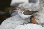 Actitis macularia  Spotted Sandpiper  Drosseluferl  ufer  2 4