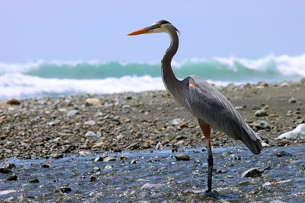 Ardea herodias  Great Blue Heron  Kanadareiher 4