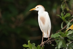 Bubulcus ibis  Kuhreiher 