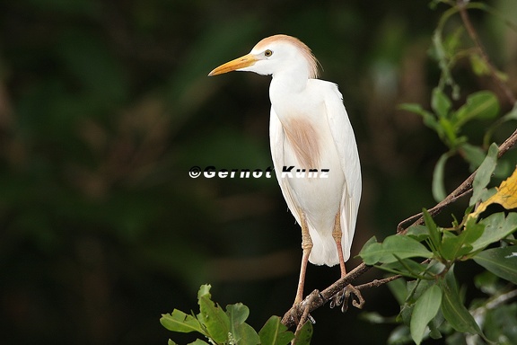 Bubulcus ibis  Kuhreiher 