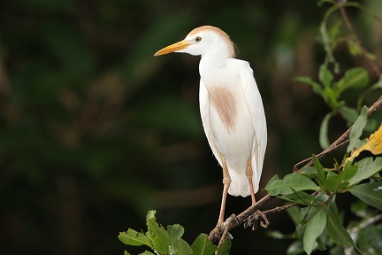 Bubulcus ibis  Kuhreiher 