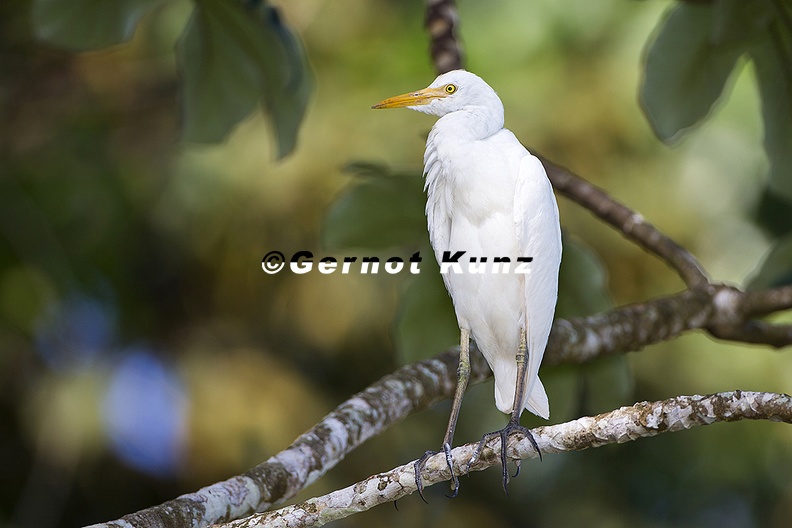 Bubulcus ibis  Kuhreiher 2 2