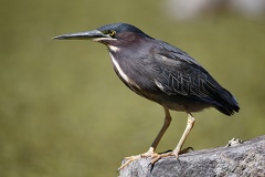 Butorides virescens virescens   Green Heron  Mangrovenreiher 3 2