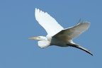 Casmerodius albus  Silberreiher  Great Egret 2