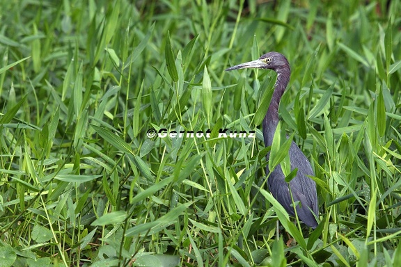 Egretta caerulea  Little Blue Heron  Blaureiher 1 2 001
