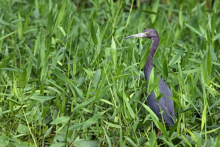 Egretta caerulea  Little Blue Heron  Blaureiher 1 2 001