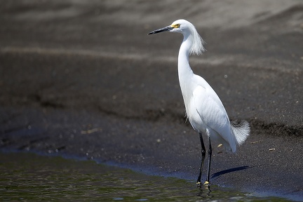 Egretta thula 2 2