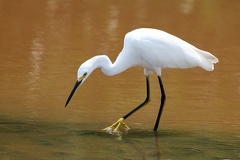Egretta thula  Schmuckreiher  Snowy Egret 1 1