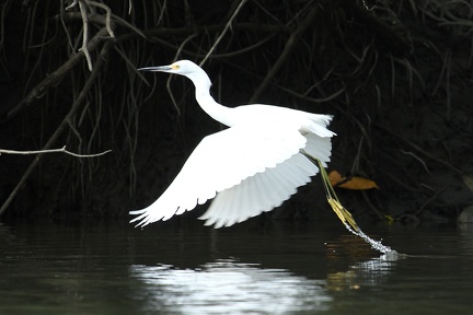 Egretta thula  Snowy Egret  Schmuckreiher 2