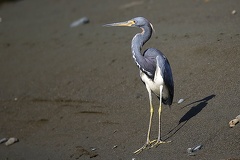 Egretta tricolor  Tricolored Heron 1 2