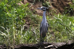 Nyctanassa violacea  Yellow-crowned Night Heron  Krabbenreiher  3