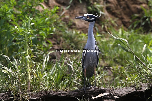 Nyctanassa violacea  Yellow-crowned Night Heron  Krabbenreiher  3