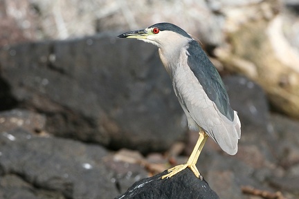 Nycticorax nycticorax  Nachtreiher 