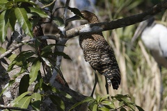 Tigrisoma cf  lineatum  Rufescens Tiger-Heron  Marmortigerreiher 1 1