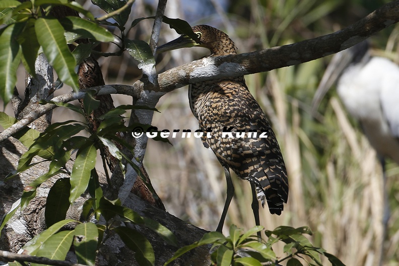 Tigrisoma_cf__lineatum__Rufescens_Tiger-Heron__Marmortigerreiher_1_1.jpg