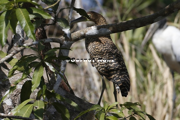 Tigrisoma cf  lineatum  Rufescens Tiger-Heron  Marmortigerreiher 1 1
