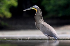 Tigrisoma mexicanum  Bare-throated Tiger-Heron  Nacktkehlreiher 1 2v