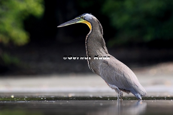 Tigrisoma mexicanum  Bare-throated Tiger-Heron  Nacktkehlreiher 1 2v
