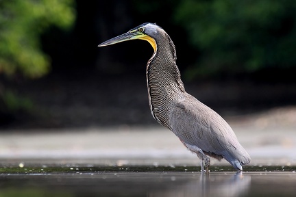 Tigrisoma mexicanum  Bare-throated Tiger-Heron  Nacktkehlreiher 1 2v