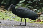 Mesembrinibis cayennensis  Green ibis 1 2