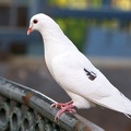 Columba livia   Rock Pigeon  Felsentaube 9 2