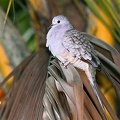 Columbina inca  Inca Dove  Inka T  ubchen 3 2