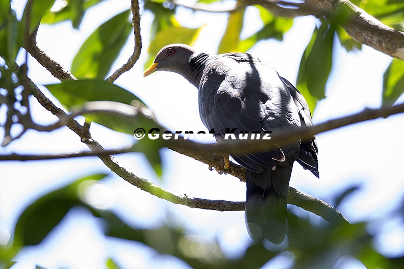 Patagioenas_fasciata__Band-tailed_Pigeon__9_2.jpg