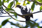 Patagioenas fasciata  Band-tailed Pigeon  9 2
